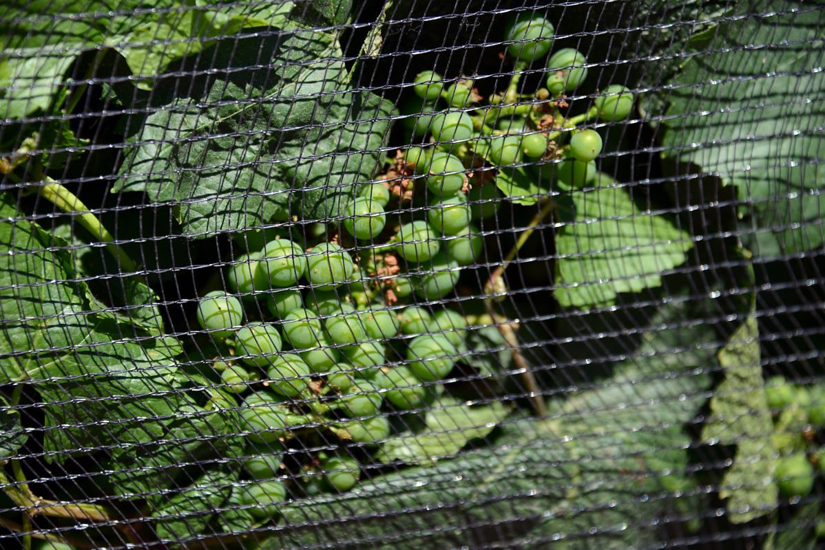 07-17 Grapes Are Protected In Mesh At Pulenta Estate On Lujan de Cuyo Wine Tour Near Mendoza